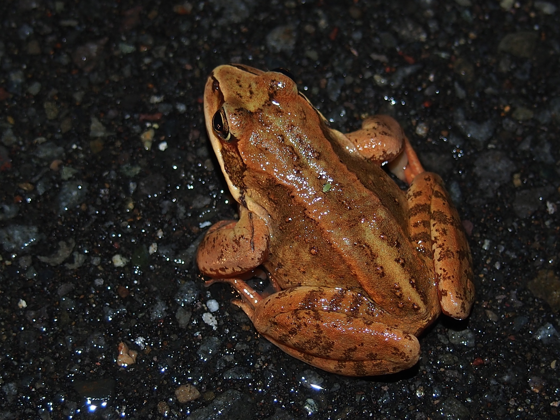 雨が降ったら ｐａｒｔ ラボな温室日記